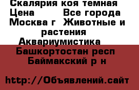 Скалярия коя темная › Цена ­ 50 - Все города, Москва г. Животные и растения » Аквариумистика   . Башкортостан респ.,Баймакский р-н